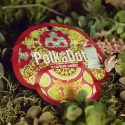 Official Polkadot